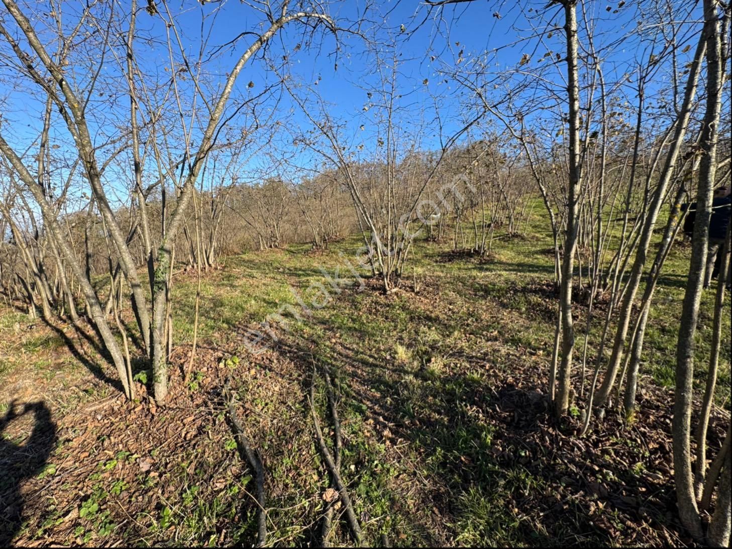 Kip Gayrimenkul Perşembe Güzelyurt Mah.8.090m2 Satılık Fındık Bahçesi - Görsel 5