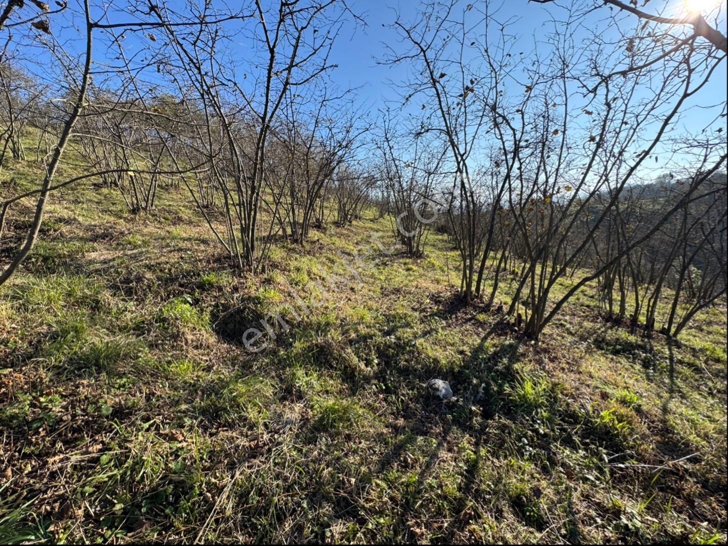 Kip Gayrimenkul Perşembe Güzelyurt Mah.8.090m2 Satılık Fındık Bahçesi - Görsel 11