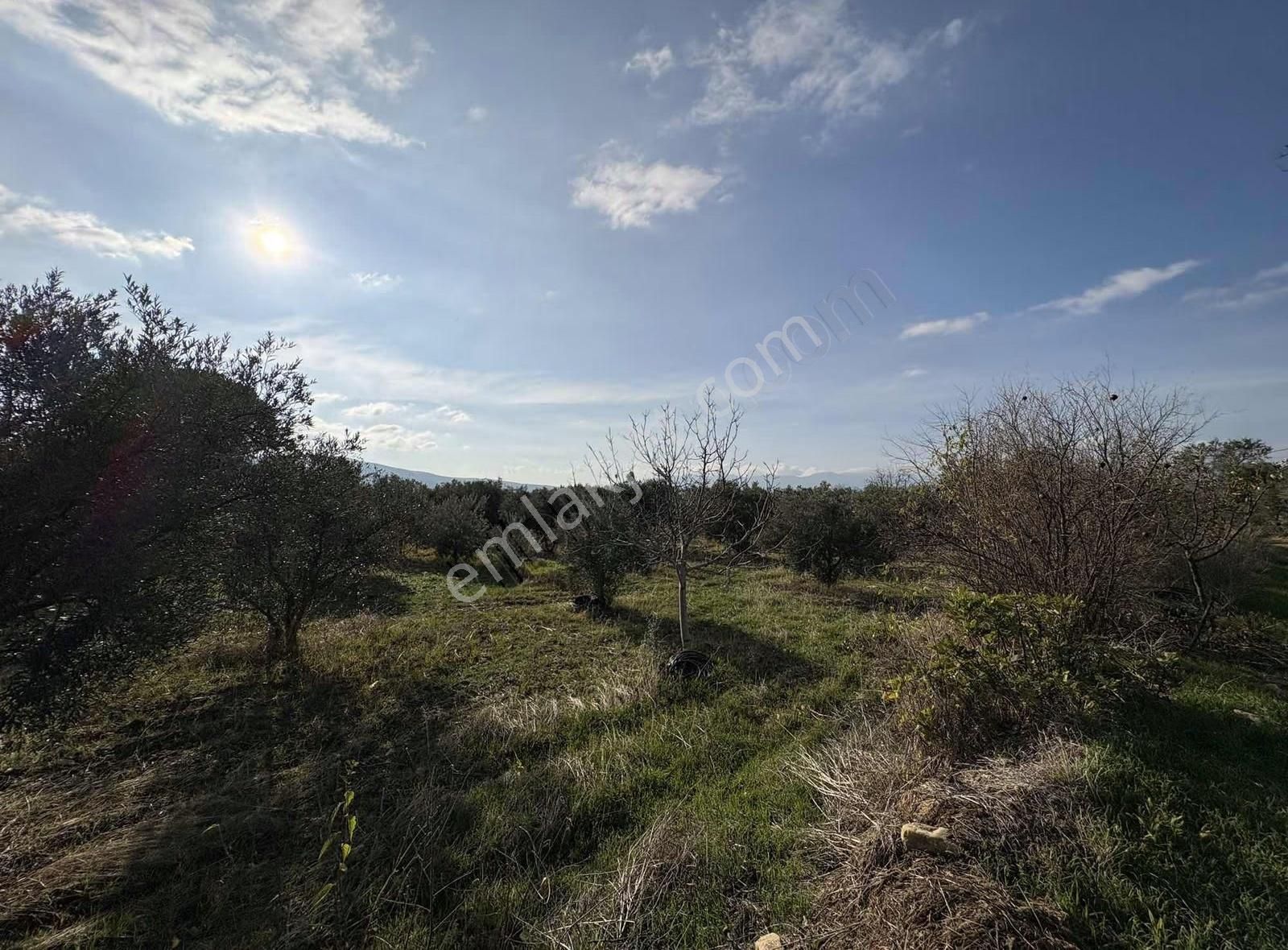 Karacasu Ataeymir Mah. Satılık 2.716 M2 Bahçe - Görsel 7