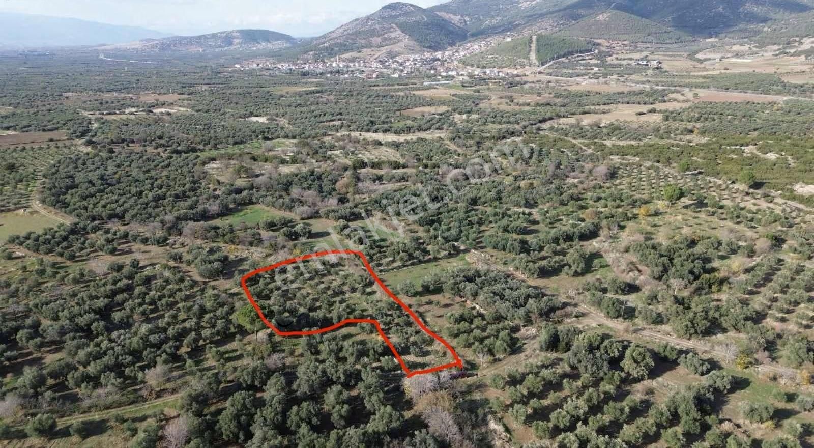 Karacasu Ataeymir Mah. Satılık 2.716 M2 Bahçe - Görsel 4