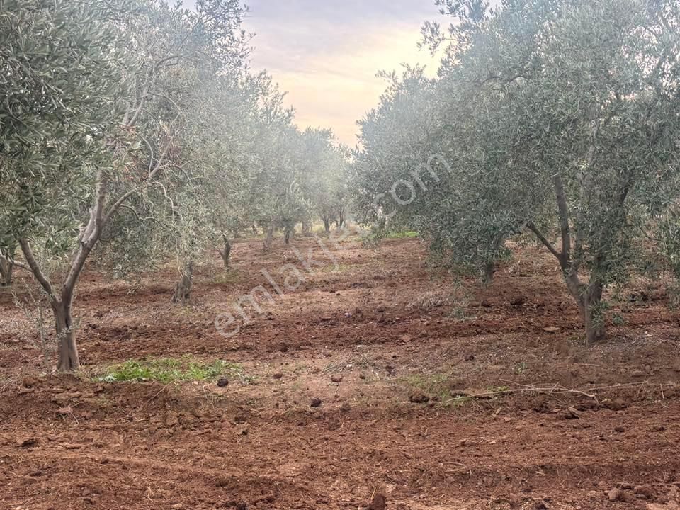 Tc Emlaktan Satılık 140 Dönüm Zeytinlik ! - Görsel 10