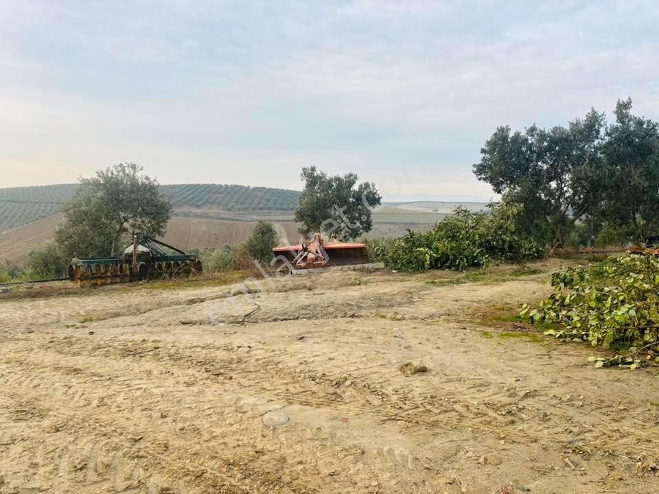 Tc Emlaktan Satılık 140 Dönüm Zeytinlik ! - Görsel 2