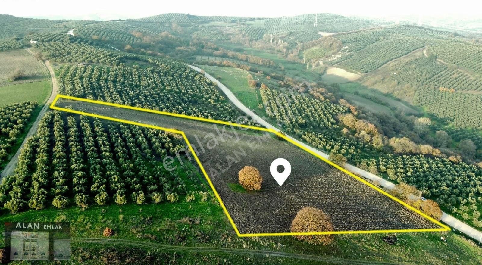 Hançerli Mah. Asfalta Cephe Si 111 M Düz Zemin Tarla Tapulu - Görsel 9