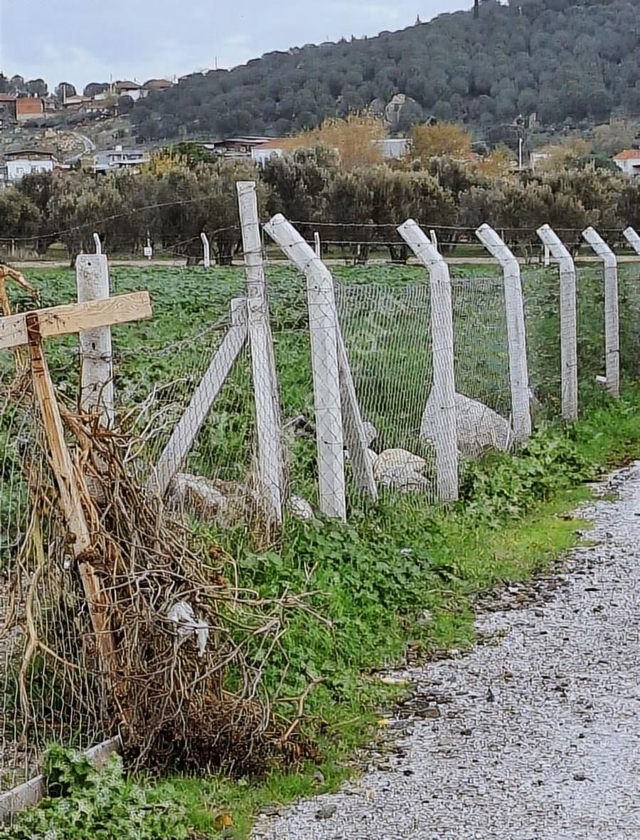 Foça Gerenköyde 5700 M2 Tek Tapu Arazim Acil Satılıktır - Görsel 32