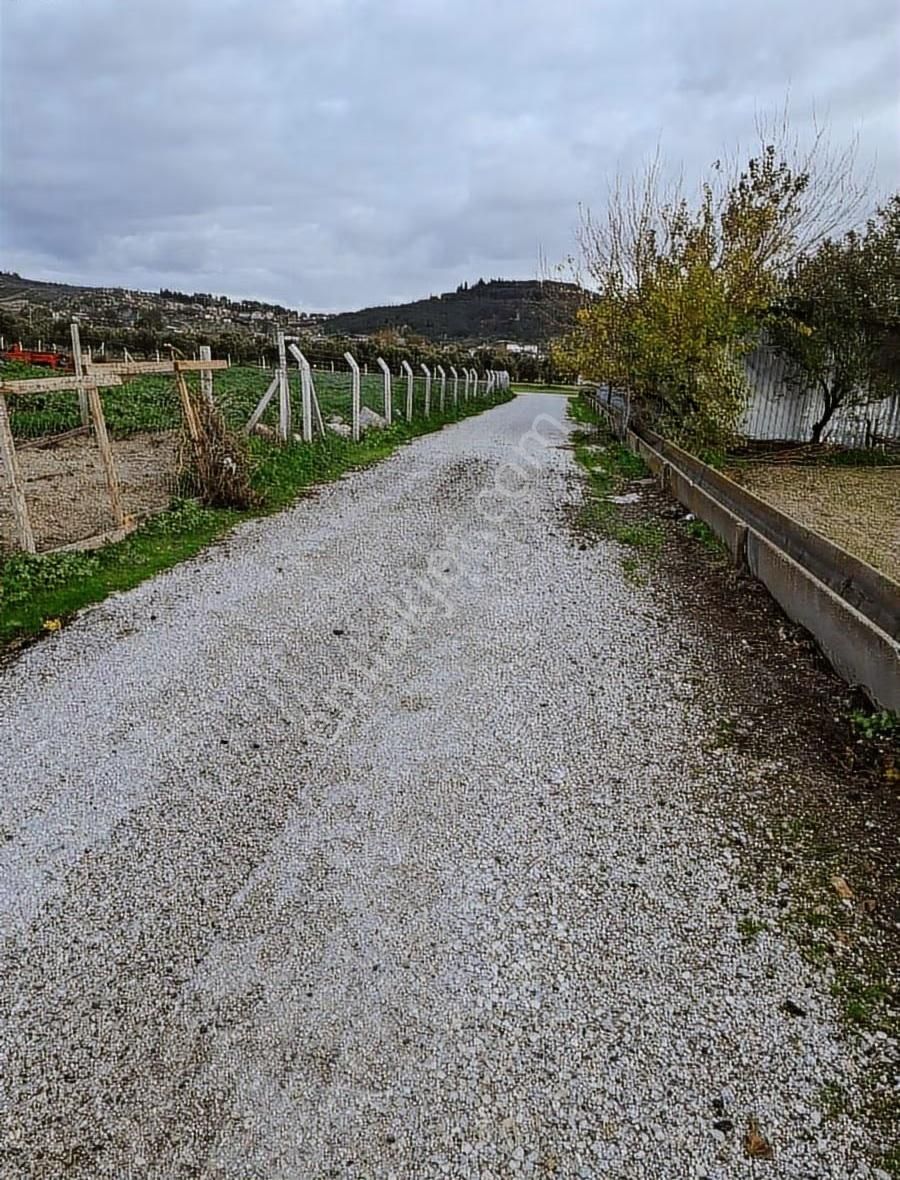 Foça Gerenköyde 5700 M2 Tek Tapu Arazim Acil Satılıktır - Görsel 7