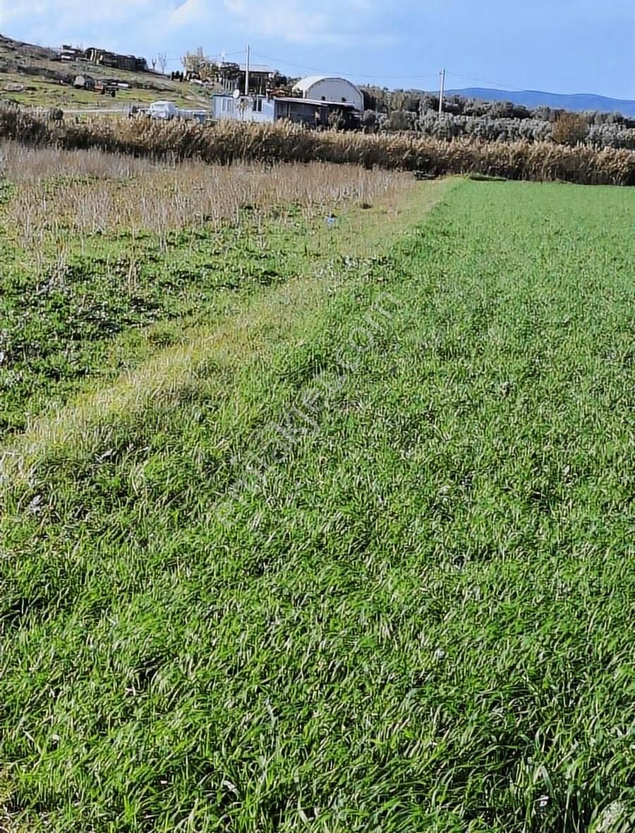 Foça Gerenköyde 5700 M2 Tek Tapu Arazim Acil Satılıktır - Görsel 16