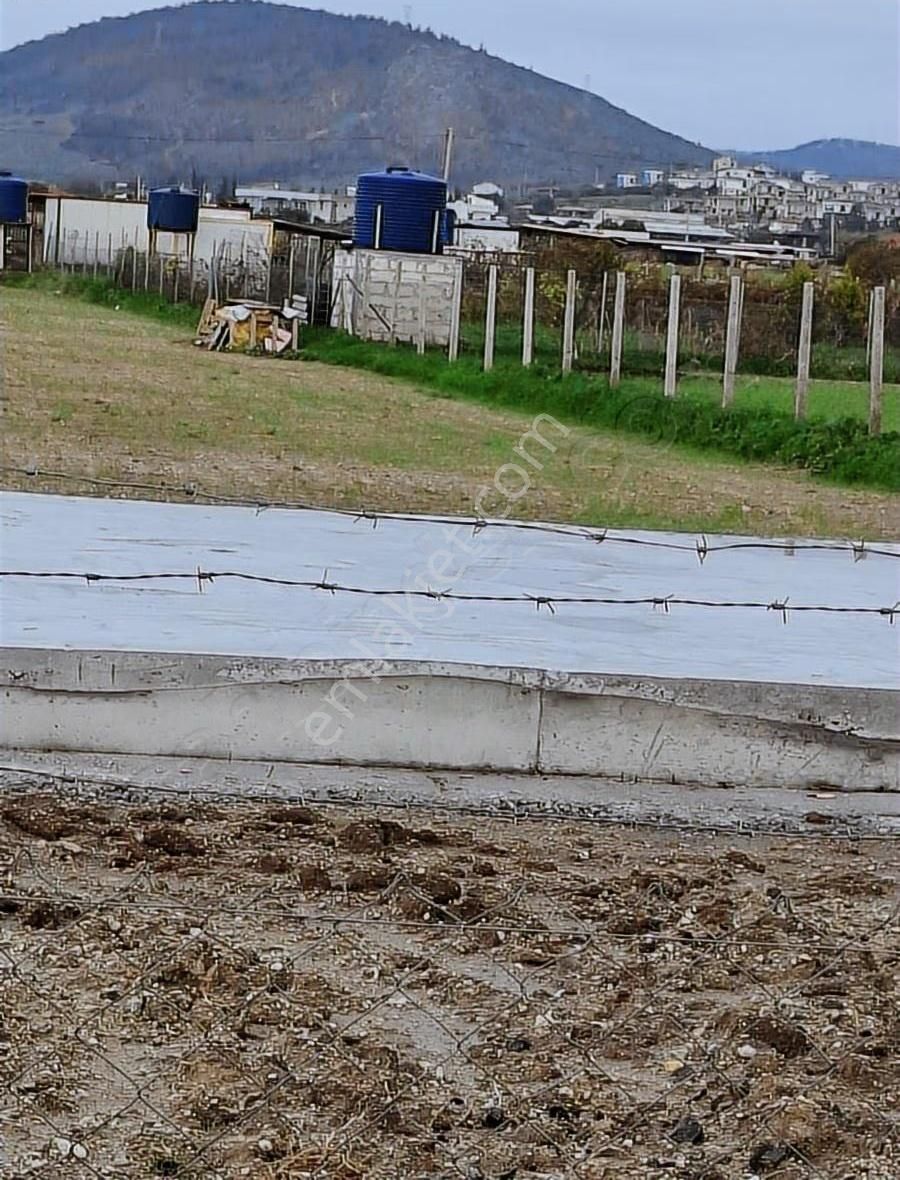 Foça Gerenköyde 5700 M2 Tek Tapu Arazim Acil Satılıktır - Görsel 15