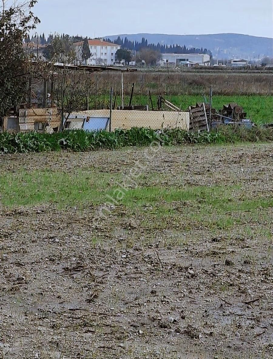 Foça Gerenköyde 5700 M2 Tek Tapu Arazim Acil Satılıktır - Görsel 5