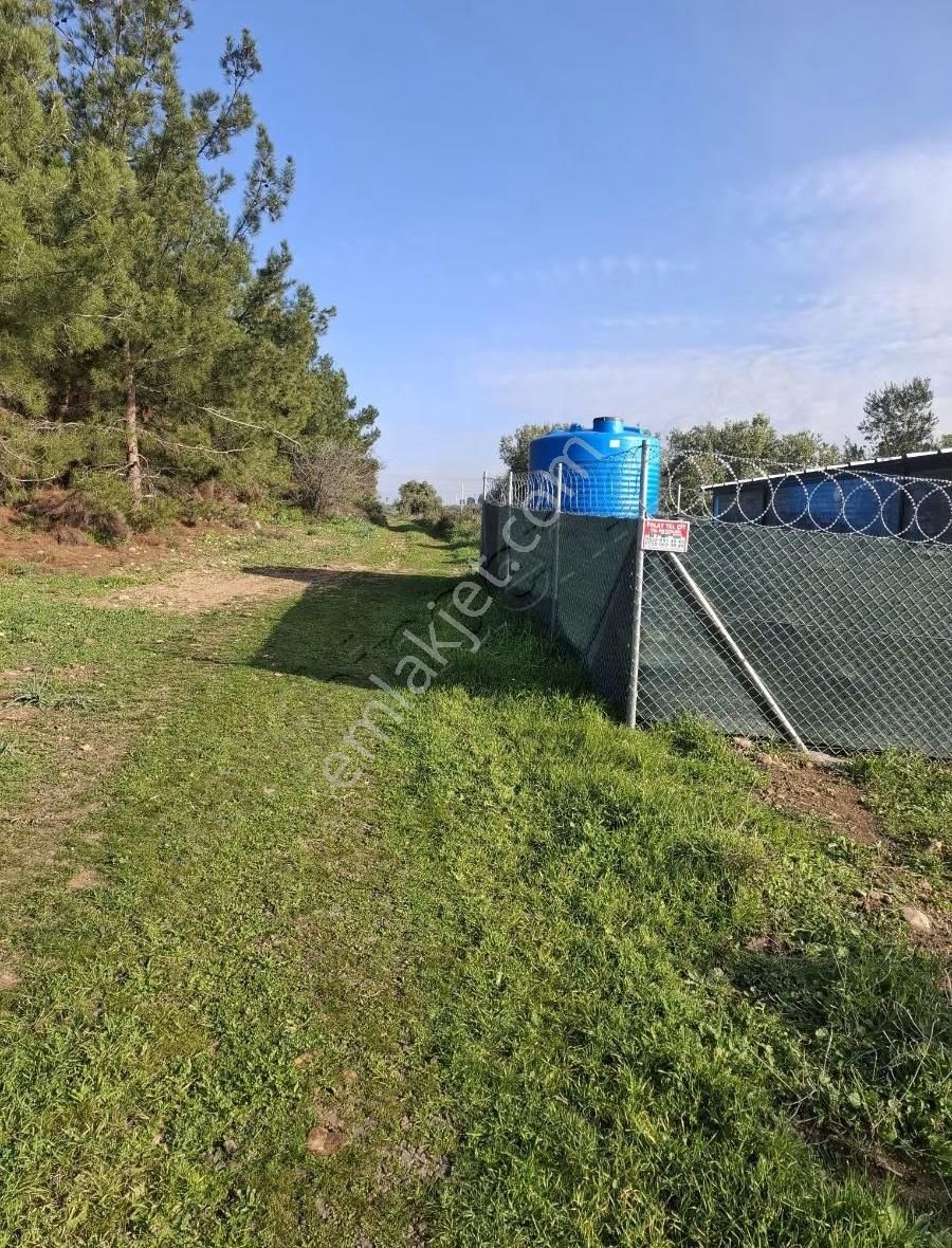 Foça Yeniköyde 2533 M2 Tek Tapu Zeytinlik Acil Satılık - Görsel 10