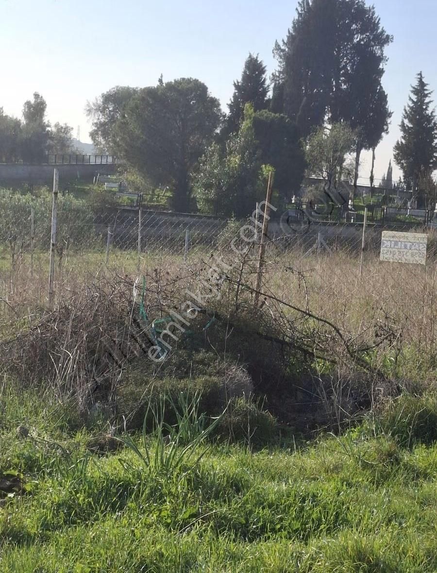 Foça Yeniköyde 2533 M2 Tek Tapu Zeytinlik Acil Satılık - Görsel 18