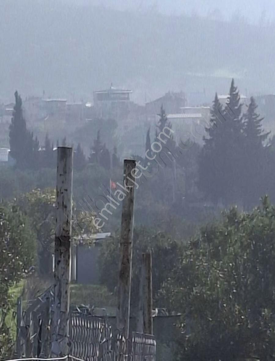 Foça Yeniköyde 2533 M2 Tek Tapu Zeytinlik Acil Satılık - Görsel 27