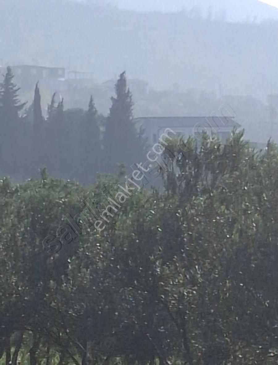 Foça Yeniköyde 2533 M2 Tek Tapu Zeytinlik Acil Satılık - Görsel 8