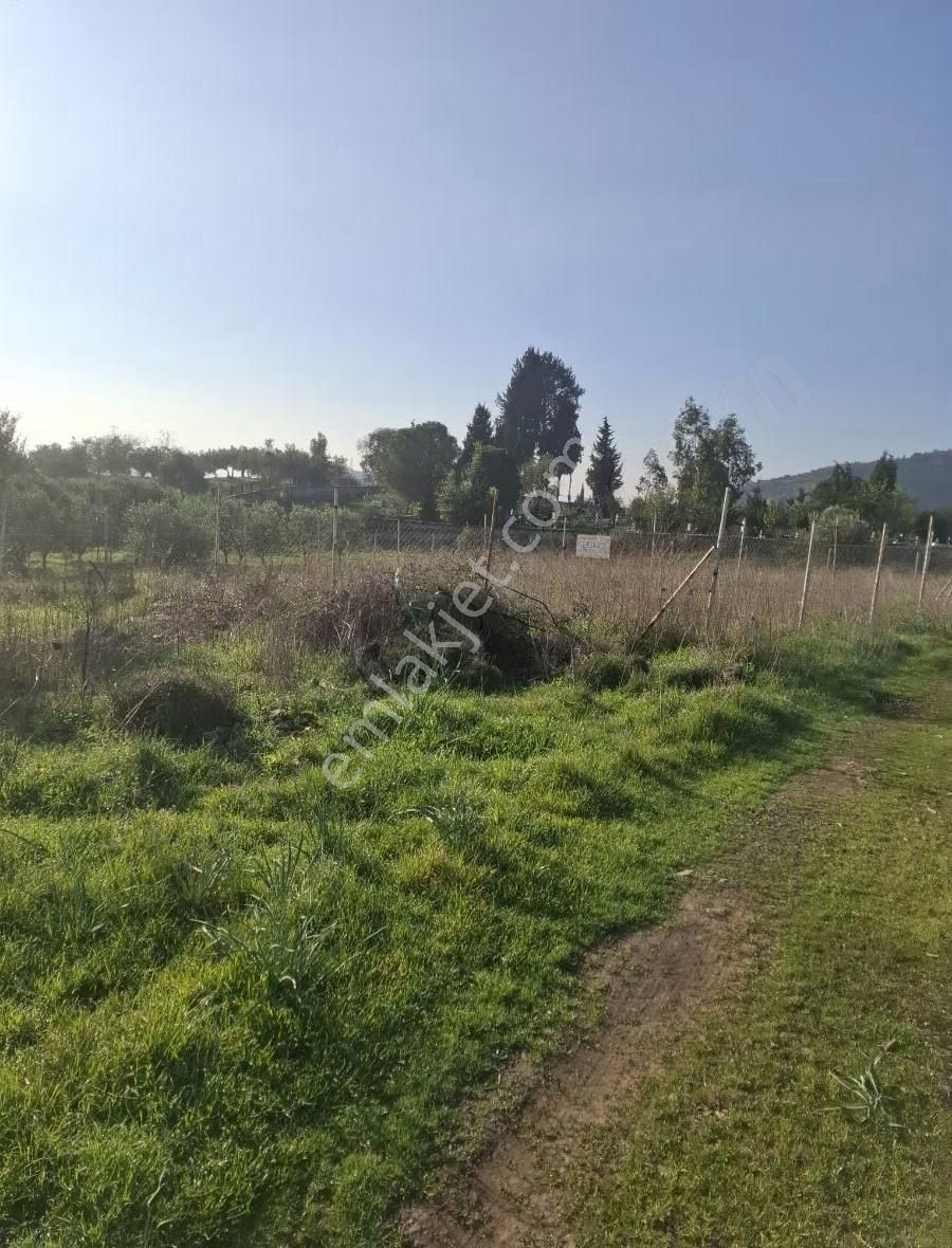 Foça Yeniköyde 2533 M2 Tek Tapu Zeytinlik Acil Satılık - Görsel 25