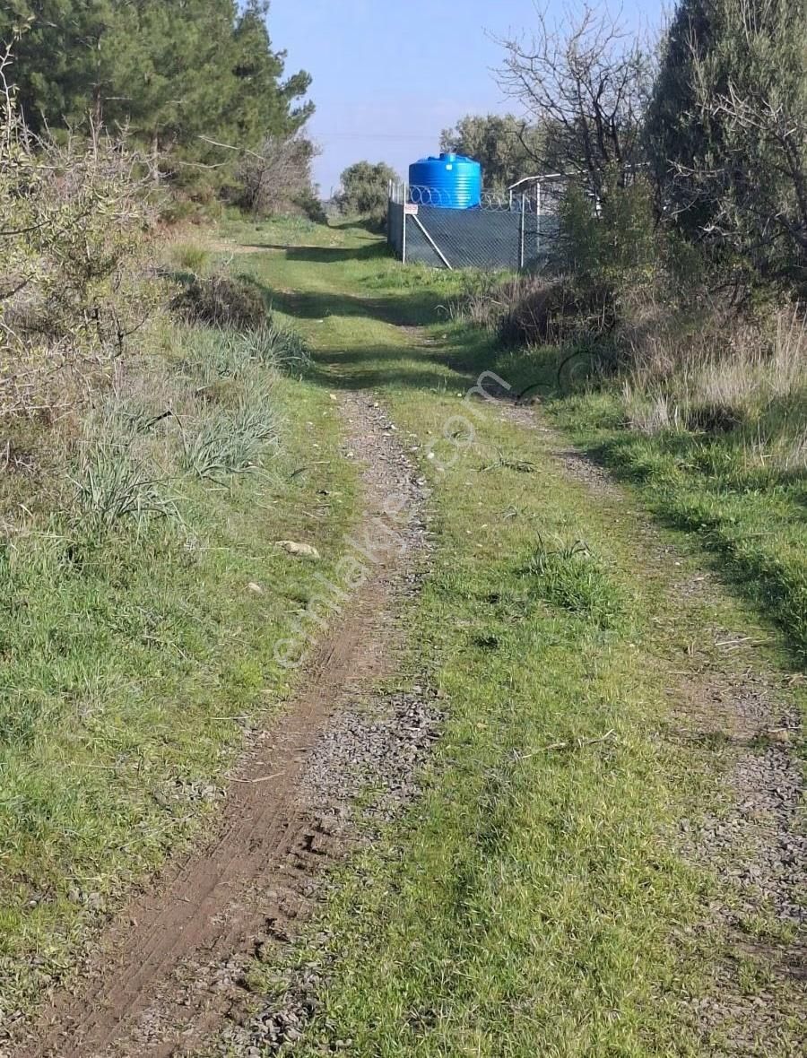 Foça Yeniköyde 2533 M2 Tek Tapu Zeytinlik Acil Satılık - Görsel 22