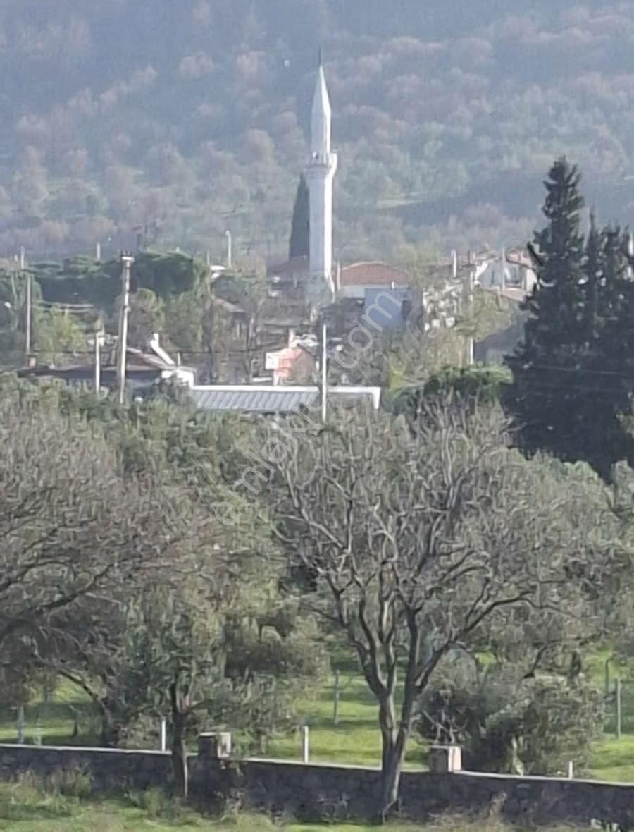 Foça Yeniköyde 2533 M2 Tek Tapu Zeytinlik Acil Satılık - Görsel 11