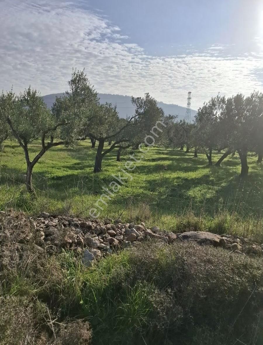 Foça Yeniköyde 2533 M2 Tek Tapu Zeytinlik Acil Satılık - Görsel 2