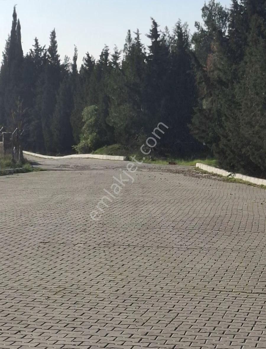 Foça Yeniköyde 2533 M2 Tek Tapu Zeytinlik Acil Satılık - Görsel 21