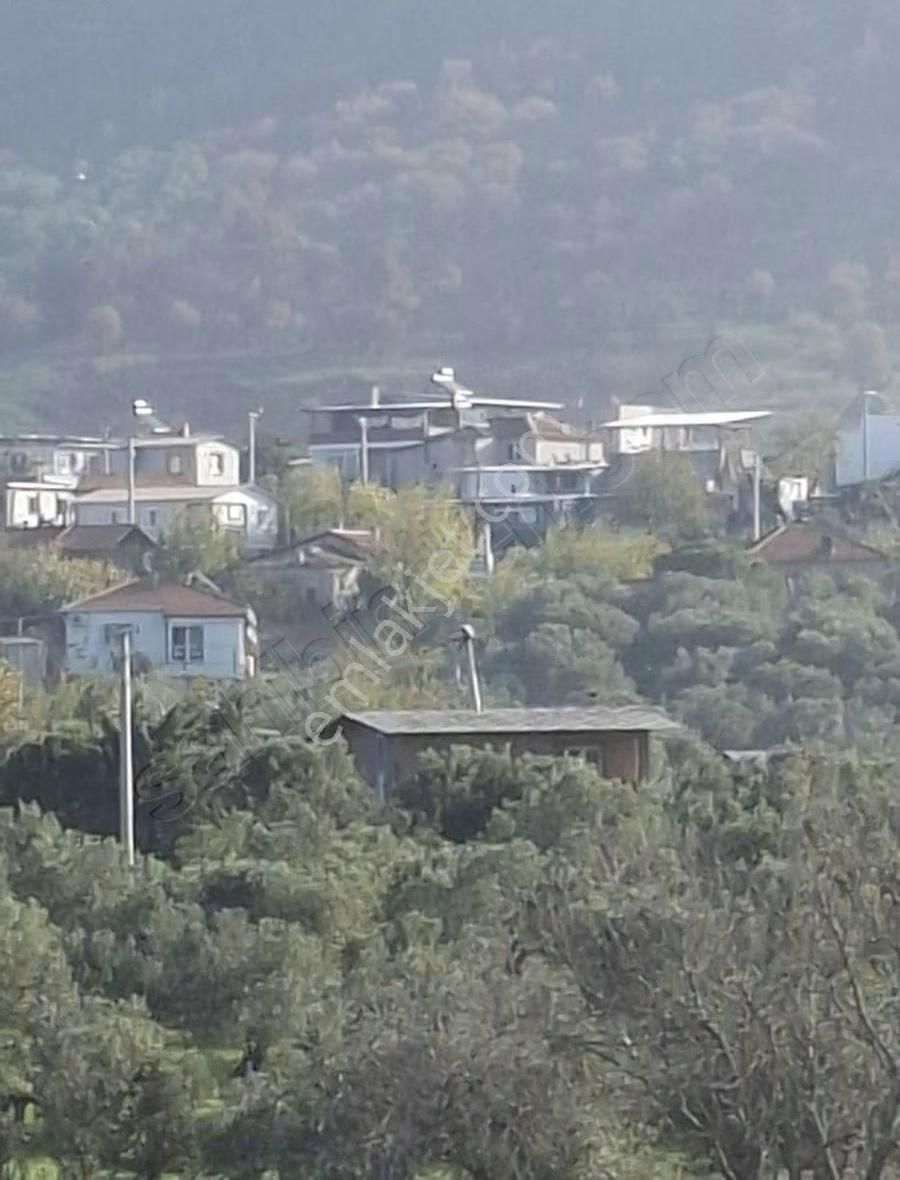 Foça Yeniköyde 2533 M2 Tek Tapu Zeytinlik Acil Satılık - Görsel 32