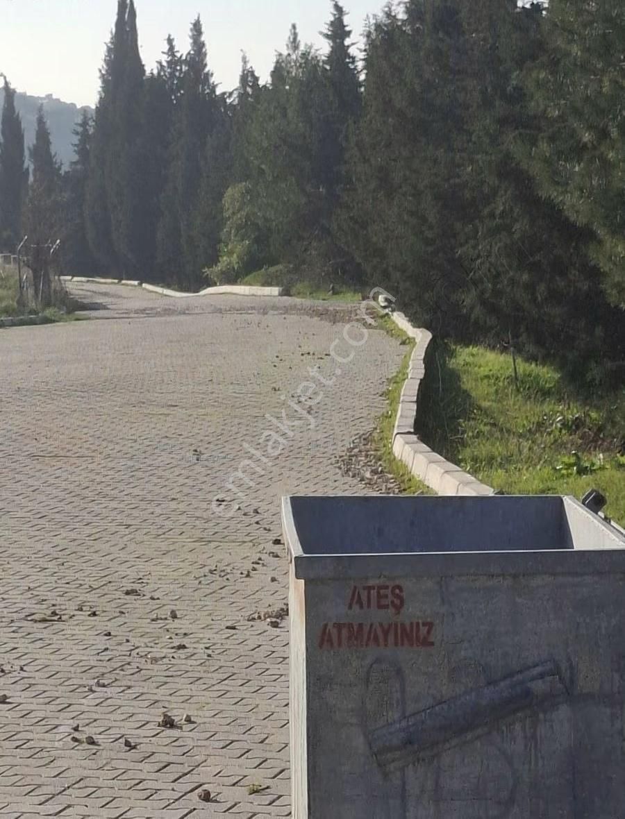 Foça Yeniköyde 2533 M2 Tek Tapu Zeytinlik Acil Satılık - Görsel 35