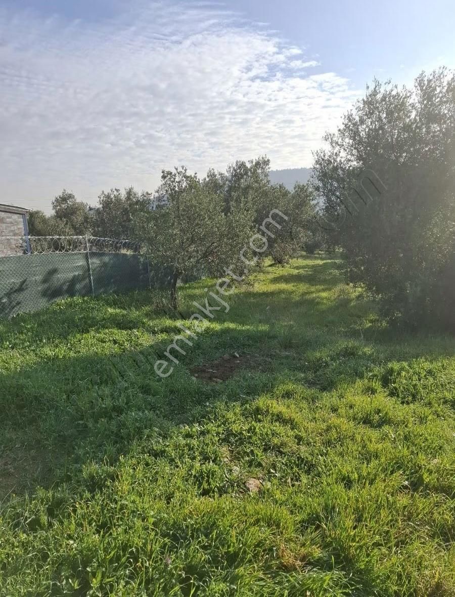 Foça Yeniköyde 2533 M2 Tek Tapu Zeytinlik Acil Satılık - Görsel 4