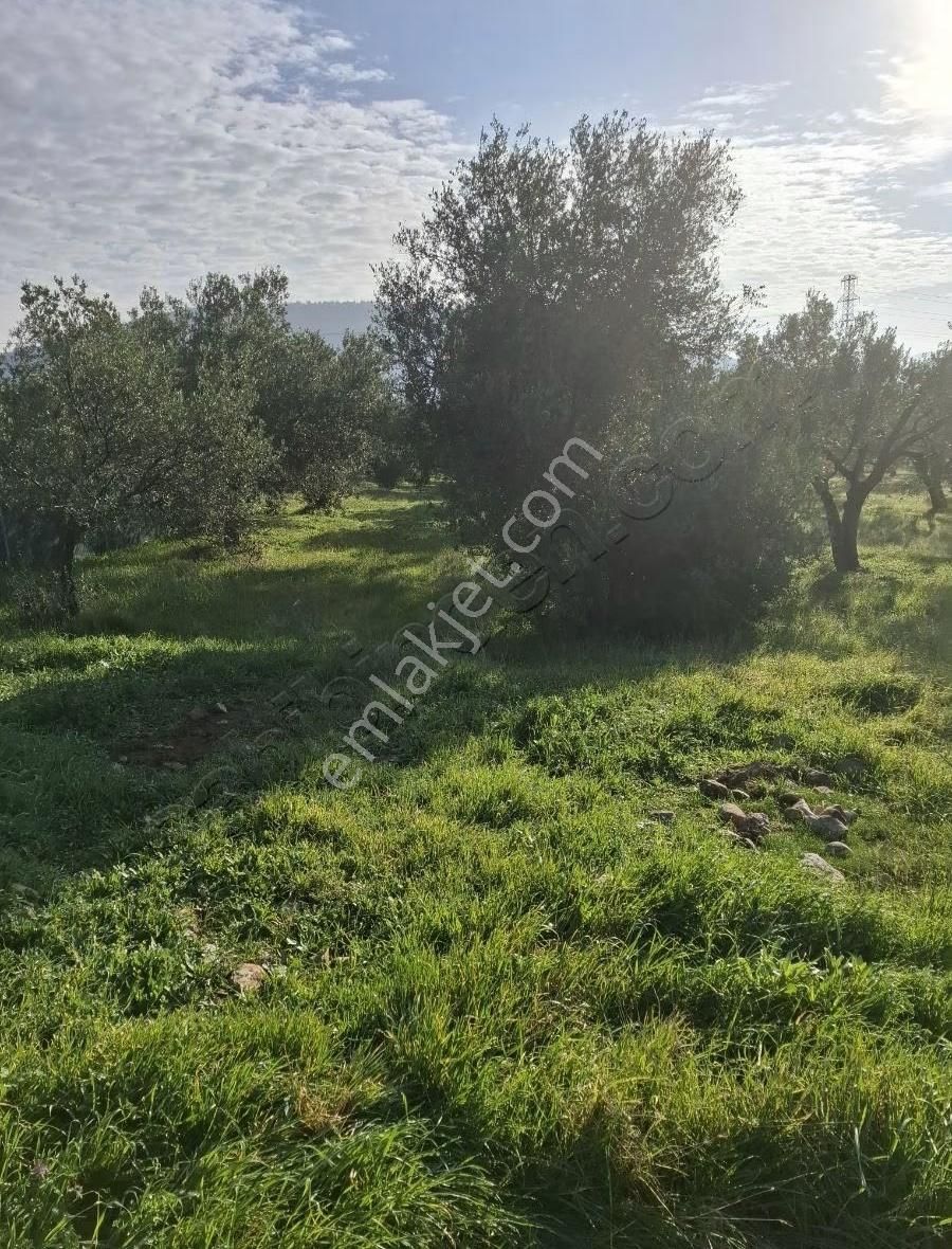 Foça Yeniköyde 2533 M2 Tek Tapu Zeytinlik Acil Satılık - Görsel 15