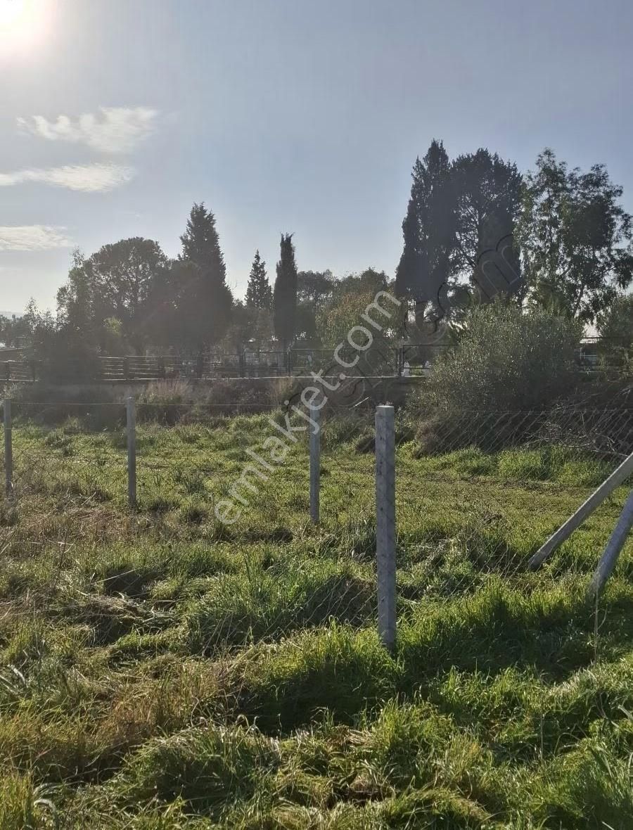 Foça Yeniköyde 2533 M2 Tek Tapu Zeytinlik Acil Satılık - Görsel 7