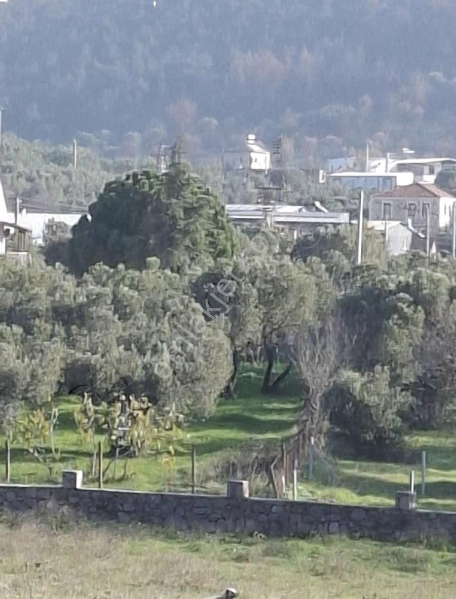 Foça Yeniköyde 2533 M2 Tek Tapu Zeytinlik Acil Satılık - Görsel 28