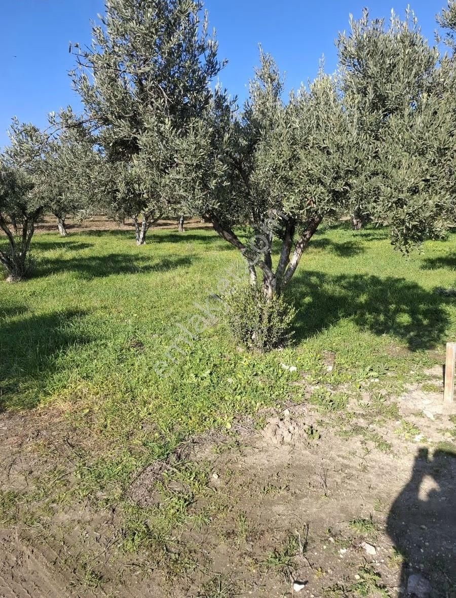 Foça Gerenköyde 815 M2 Zeytinlik Acil Satılıktır - Görsel 4