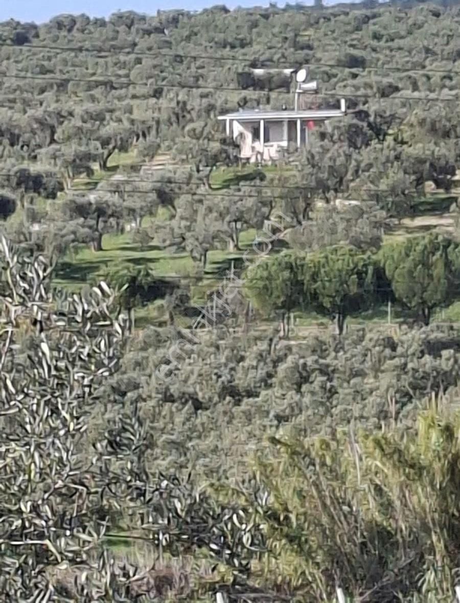 Foça Gerenköyde 815 M2 Zeytinlik Acil Satılıktır - Görsel 9