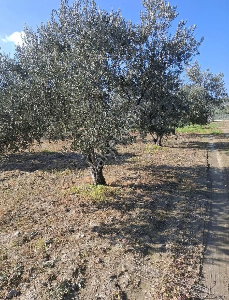Foça Gerenköyde 815 M2 Zeytinlik Acil Satılıktır - Görsel 2