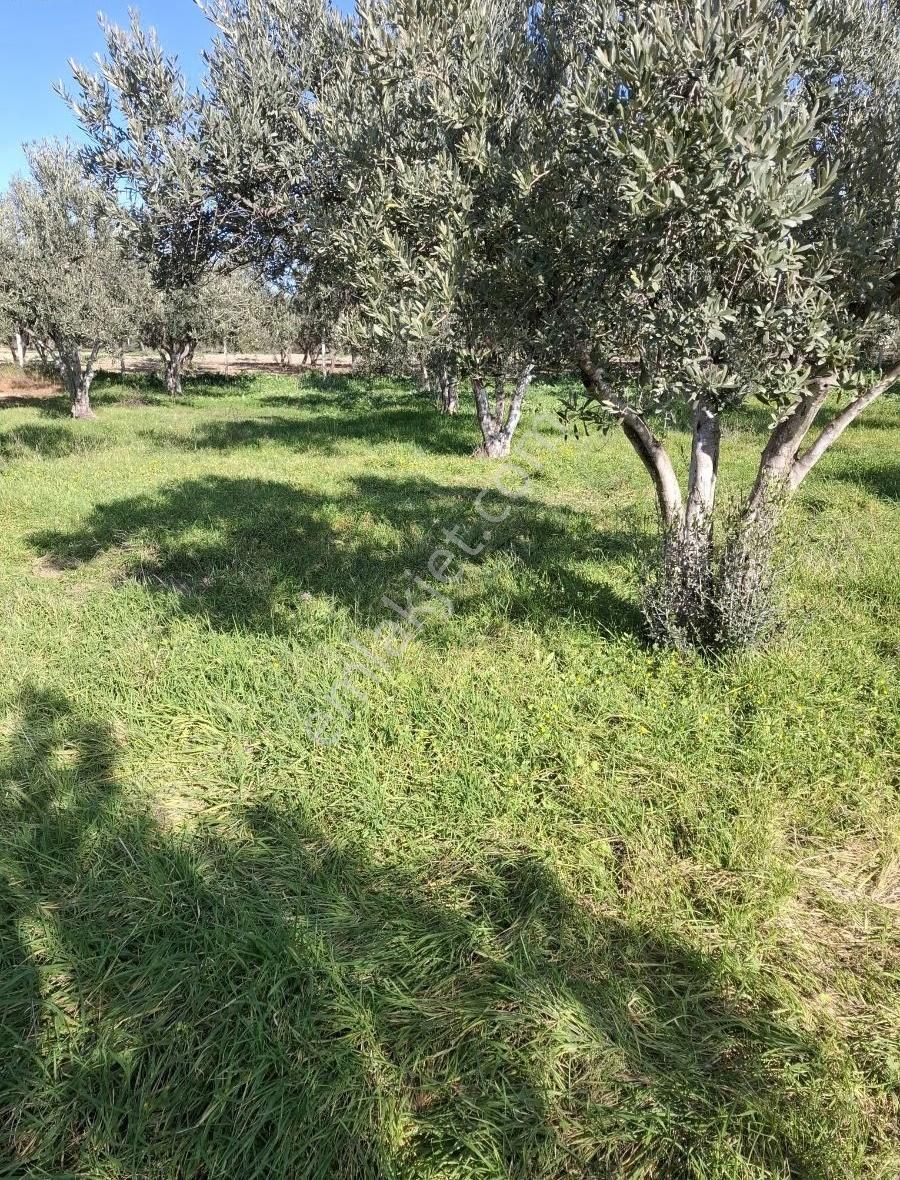 Foça Gerenköyde 815 M2 Zeytinlik Acil Satılıktır - Görsel 13