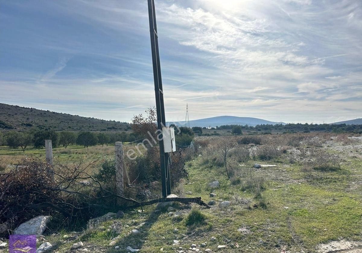 Çeşme Riesdere De Satlık Zeytinli Tarla - Görsel 3