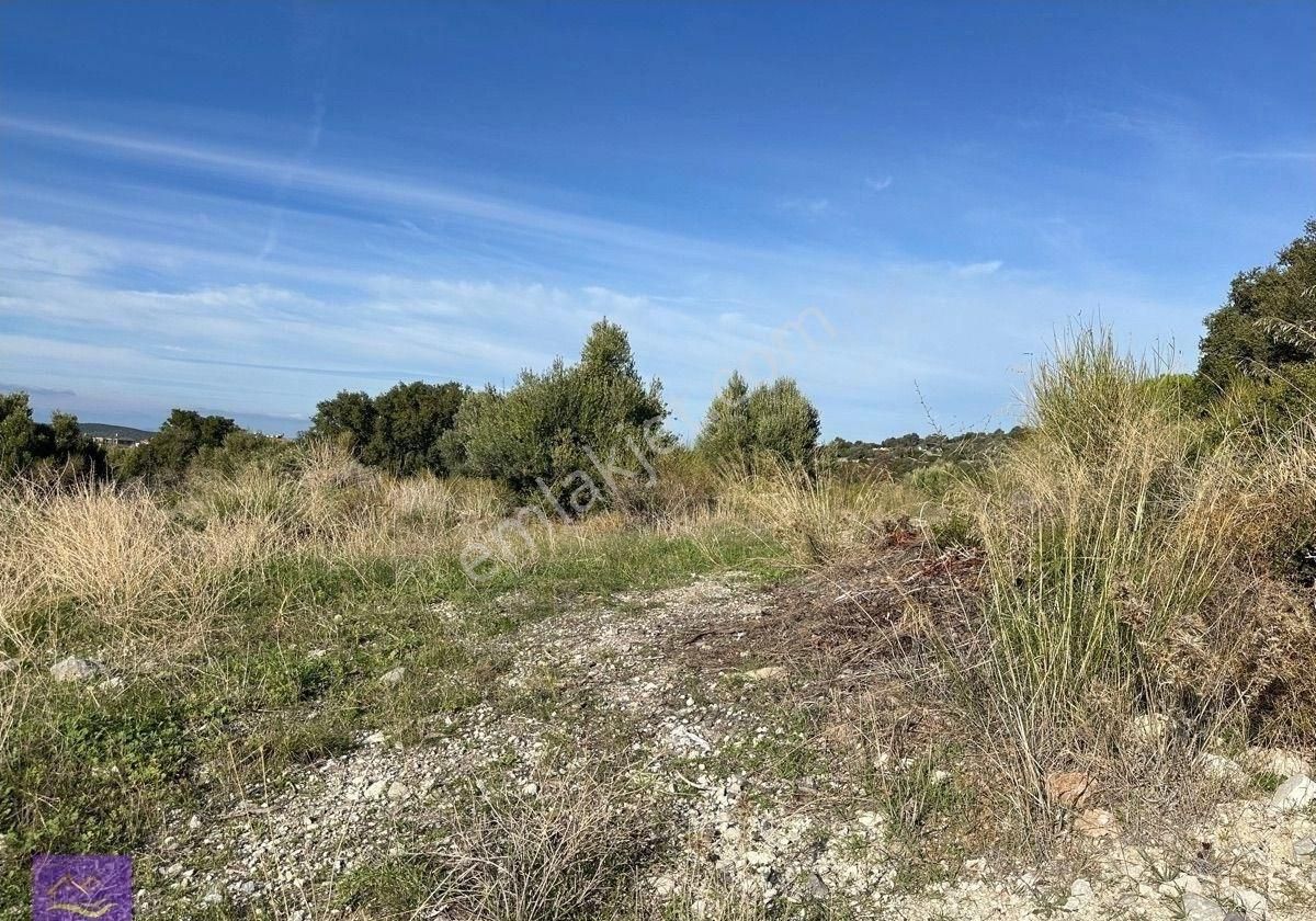 Çeşme Riesdere De Satlık Zeytinli Tarla - Görsel 4