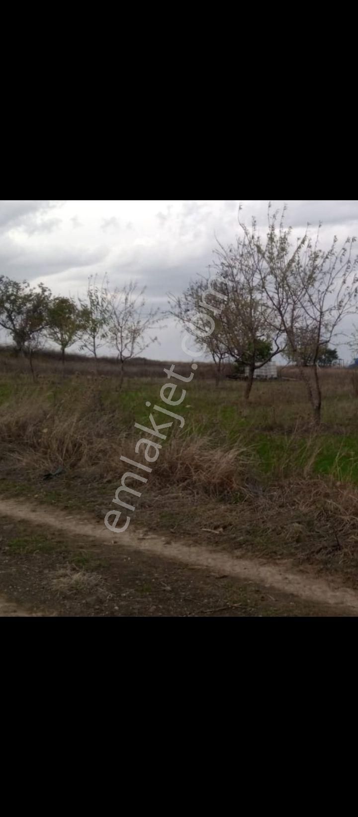 Bursa Yenişehir Akbıyık Mah. Satılık 1260 Metre Badem Bahçesi - Görsel 3