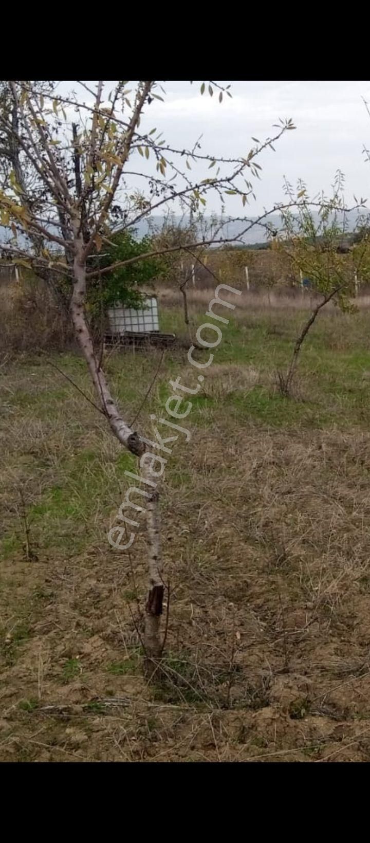 Bursa Yenişehir Akbıyık Mah. Satılık 1260 Metre Badem Bahçesi - Görsel 6