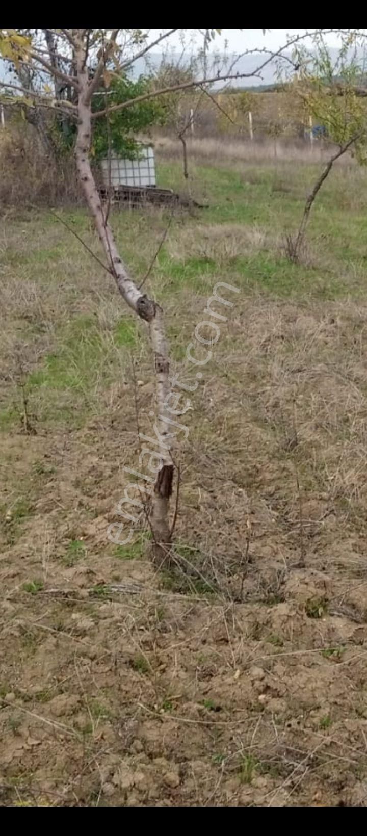 Bursa Yenişehir Akbıyık Mah. Satılık 1260 Metre Badem Bahçesi - Görsel 5