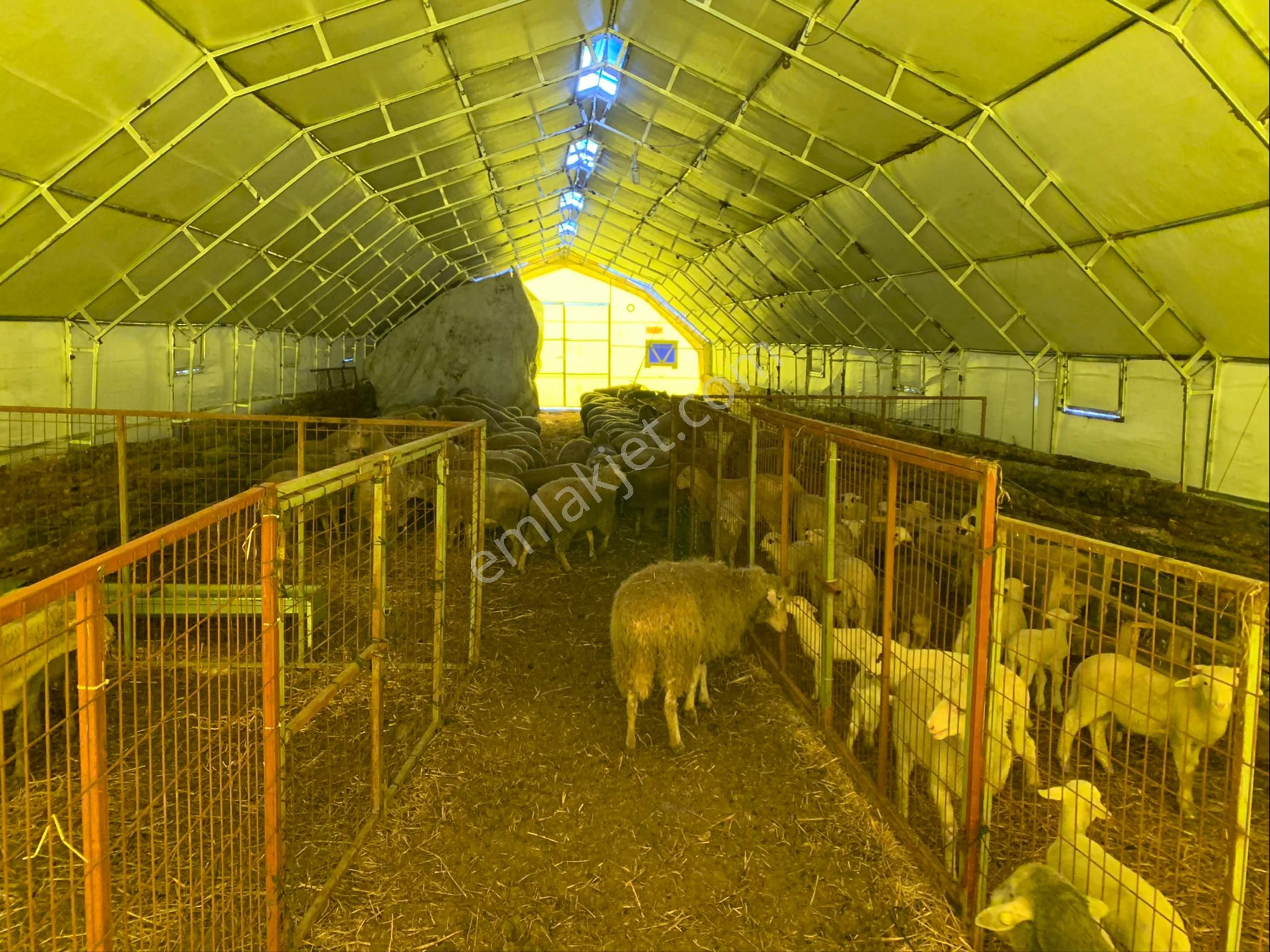 Bandırma Bezirci 3dönüm Çiftlik Arsa Tapulu Marmara Osb Yanı - Görsel 25