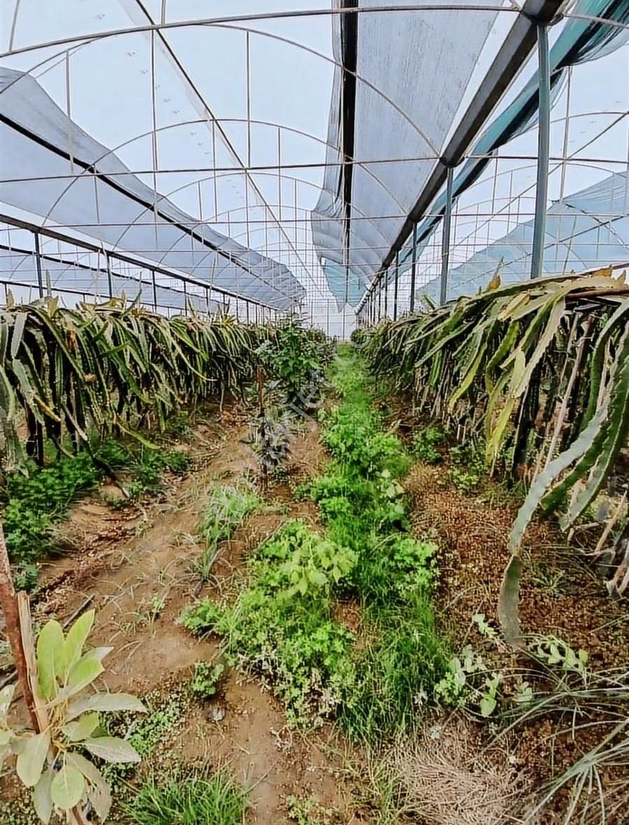 Manavgat Çenger De 6168 M² Tarla Ve Ejder Meyvesi Serası - Görsel 5