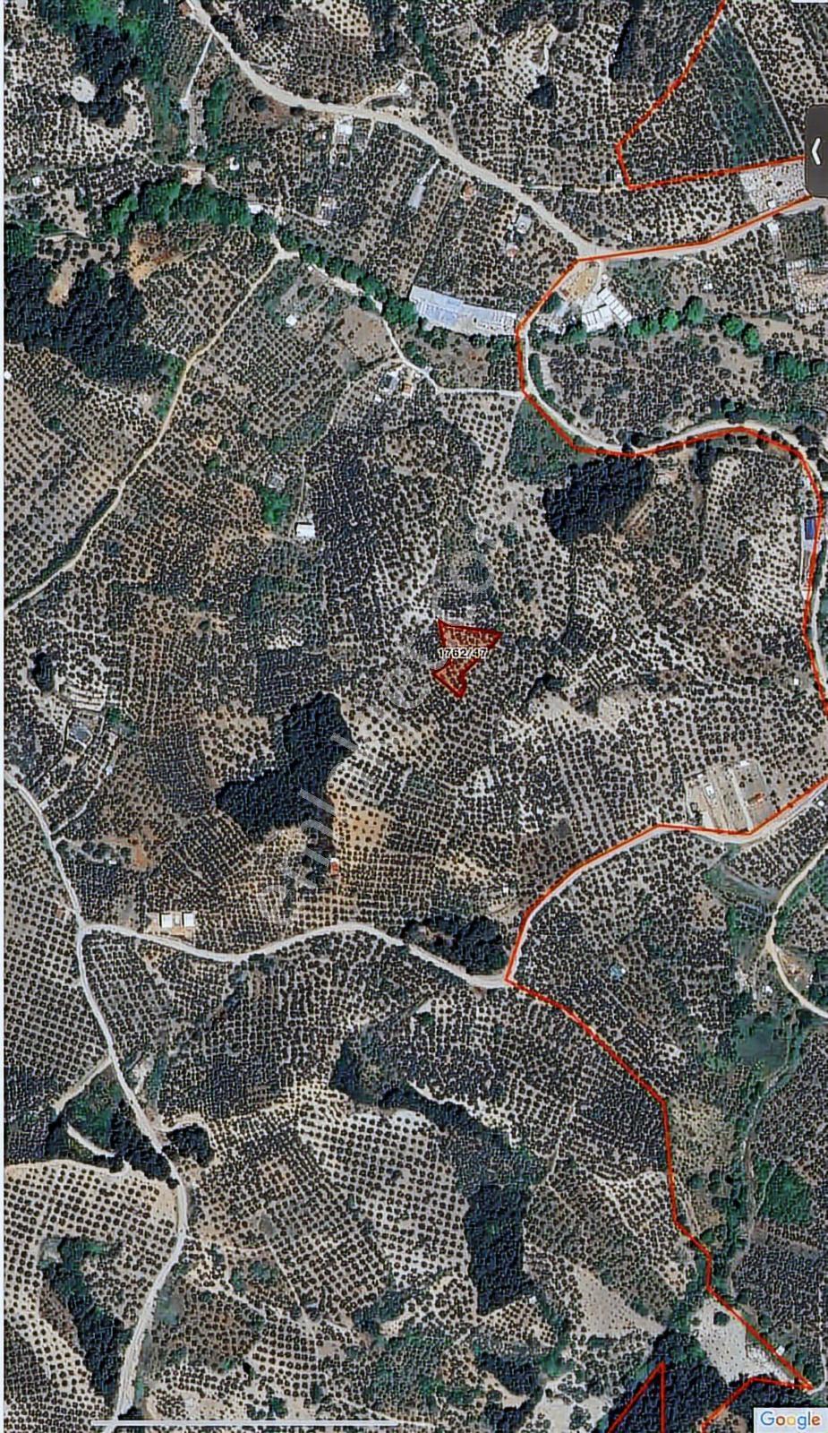 Bm Real Estate Mudanya Işıklı Köyü'nde Satılık 1940 M2 Zeytinlik - Görsel 3