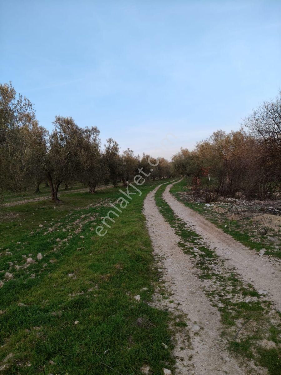 Soma Bayat Köyü'nde İçerisinde Damlama Sulu 4600 M² Zeytinlik - Görsel 3