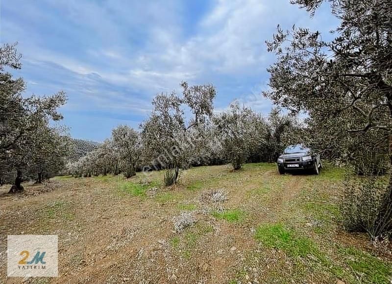 2m Yatırım'dan İznik Aydınlar Köyinde Satılık Zeytinlik - Görsel 17