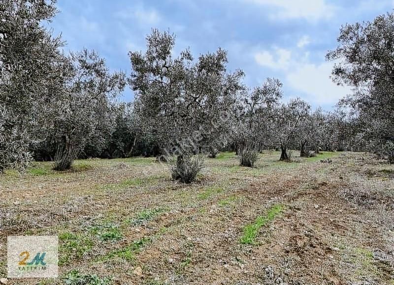 2m Yatırım'dan İznik Aydınlar Köyinde Satılık Zeytinlik - Görsel 8