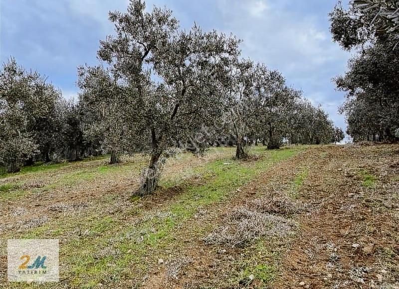 2m Yatırım'dan İznik Aydınlar Köyinde Satılık Zeytinlik - Görsel 25