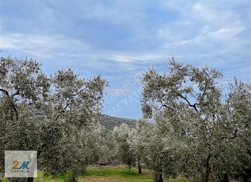 2m Yatırım'dan İznik Aydınlar Köyinde Satılık Zeytinlik - Görsel 11