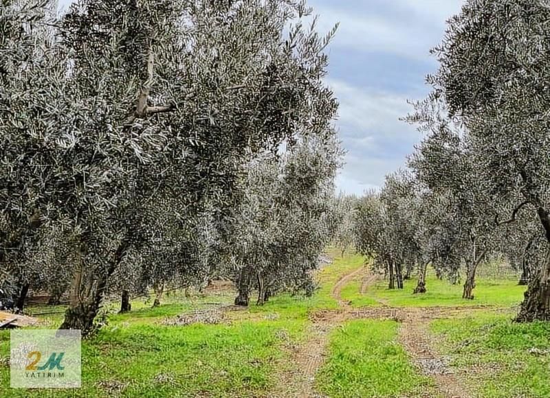 2m Yatırım'dan İznik Aydınlar Köyinde Satılık Zeytinlik - Görsel 7
