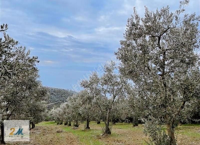 2m Yatırım'dan İznik Aydınlar Köyinde Satılık Zeytinlik - Görsel 12