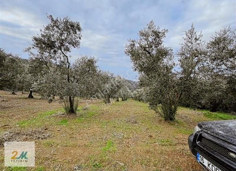 2m Yatırım'dan İznik Aydınlar Köyinde Satılık Zeytinlik - Görsel 16