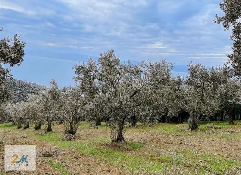 2m Yatırım'dan İznik Aydınlar Köyinde Satılık Zeytinlik - Görsel 4