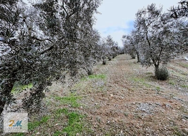 2m Yatırım'dan İznik Aydınlar Köyinde Satılık Zeytinlik - Görsel 18
