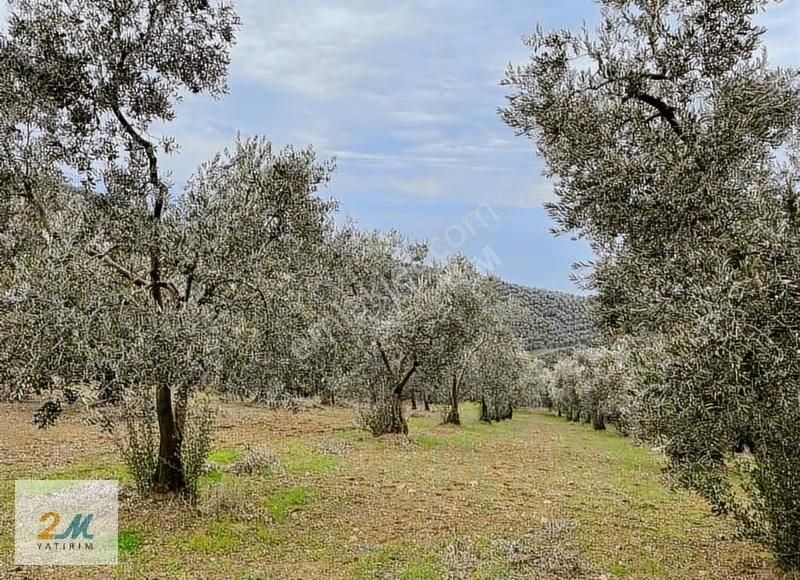 2m Yatırım'dan İznik Aydınlar Köyinde Satılık Zeytinlik - Görsel 21